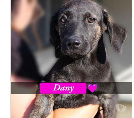 CUCCIOLA 6 MESI, DANY Levate - Adozione cani e gatti