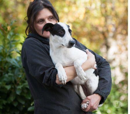 CUCCIOLO 6 MESI, FABIA 10 KG Levate - Adozione cani e gatti