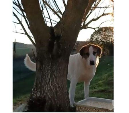 ESMERALDA un sogno di cane! 5anni tg grande Lucca - Adozione cani e gatti