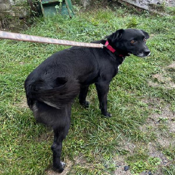 Rosi, cagnolina di taglia medio/piccola, 15 kg Rosi, cagnolina di taglia medio/piccola, 15 kg