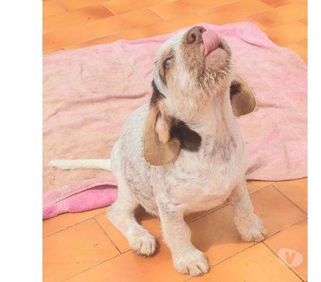 Keyla, 80 giorni, tg media contenuta levate - adozione cani e gatti Keyla, 80 giorni, tg media contenuta levate - adozione cani e gatti