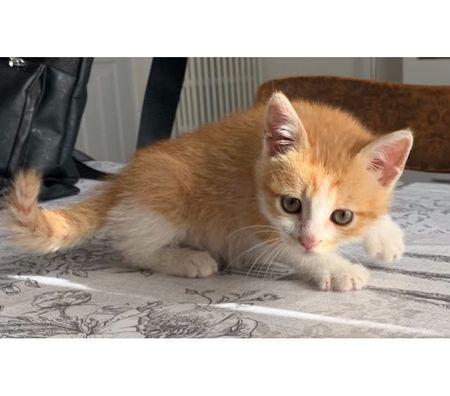 Gaia gattina 2 mesi e mezzo prato - adozione cani e gatti Gaia gattina 2 mesi e mezzo prato - adozione cani e gatti