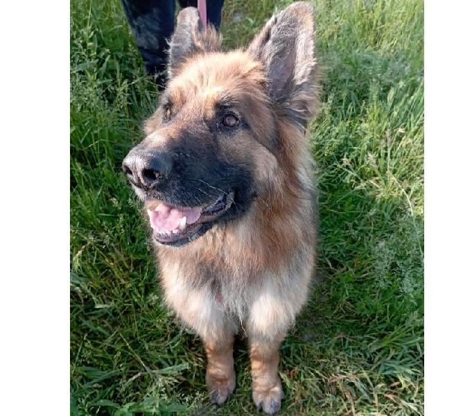 Max, pastore tedesco; adozione del cuore (nato nel 2015) rimini - adozione cani e gatti - 247981594 Max, pastore tedesco; adozione del cuore (nato nel 2015) rimini - adozione cani e gatti - 247981594