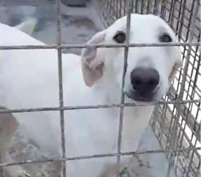 Minerva, un destino da randagia? venezia - adozione cani e gatti - 322013679 Minerva, un destino da randagia? venezia - adozione cani e gatti - 322013679