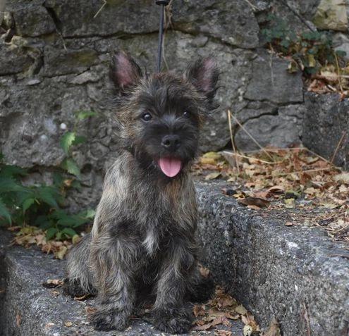 Cucciolo Cairn Terrier - Pedigree Enci in vendita a Città